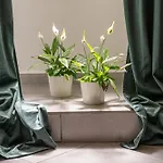 Belle Arti Home